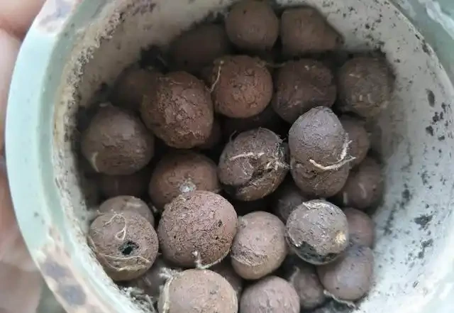 給花盆墊盆底,4種物質「佔」前排,植物不腐根,還能做肥料