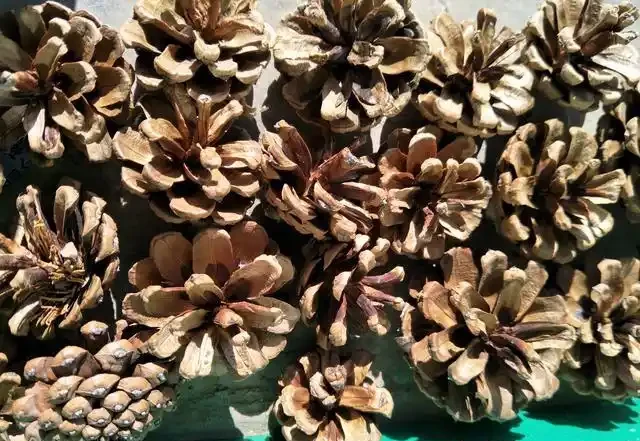 給花盆墊盆底,4種物質「佔」前排,植物不腐根,還能做肥料