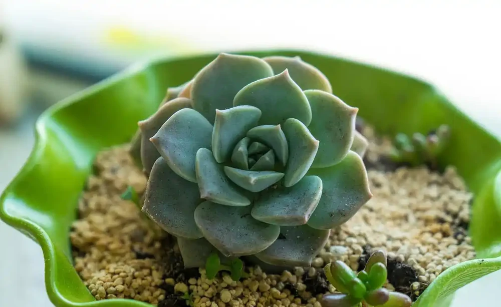 多肉植物施什麼肥長得快?詳解多肉肥料,助其快速長胖
