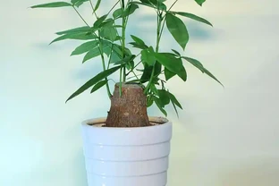 不想讓發財樹腐根，就要這樣養護，澆再多水也不怕爛