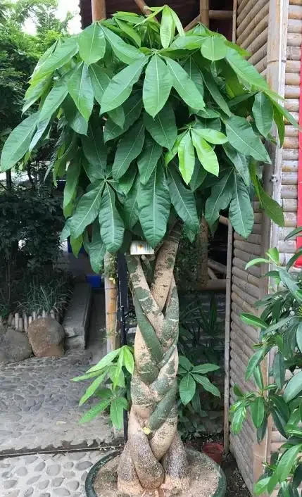 養發財樹有「3大忌」,一定要避免,否則腐根黃葉給你看