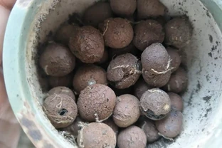 發泡煉石受花友們的追捧，到底如何正確使用呢？
