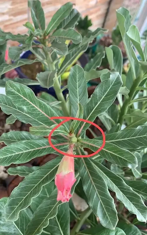 沙漠玫瑰為什麼花沒開啟,就變蔫了,然後就黑了呢?