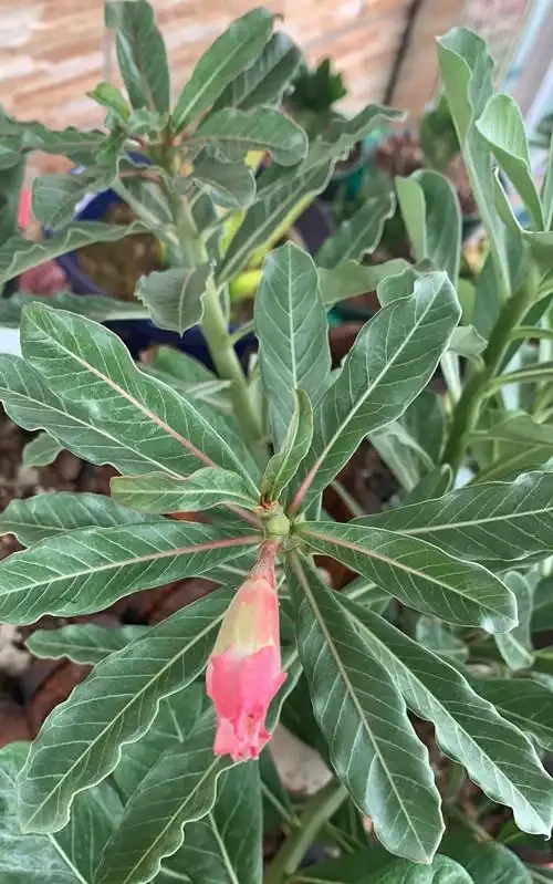 沙漠玫瑰為什麼花沒開啟,就變蔫了,然後就黑了呢?