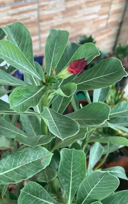 沙漠玫瑰為什麼花沒開啟,就變蔫了,然後就黑了呢?