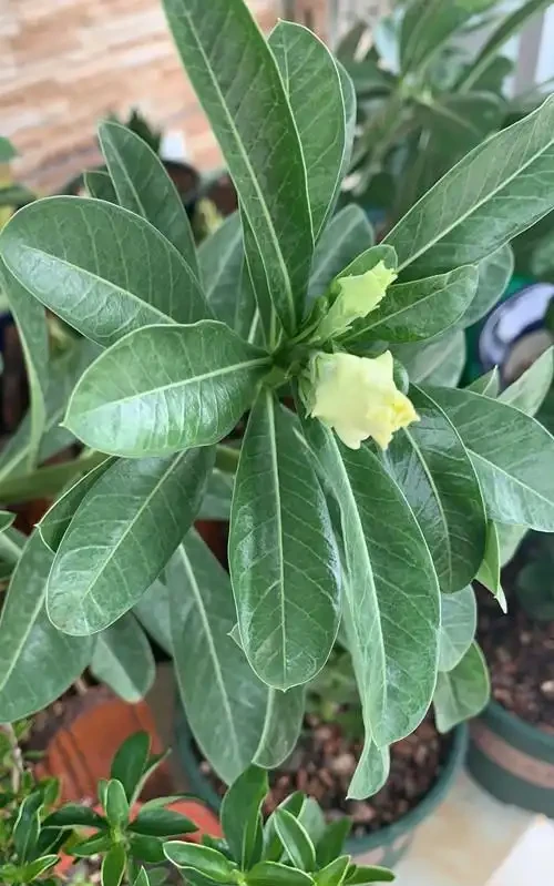 沙漠玫瑰為什麼花沒開啟,就變蔫了,然後就黑了呢?