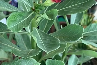 沙漠玫瑰為什麼花沒開啟，就變蔫了，然後就黑了呢？