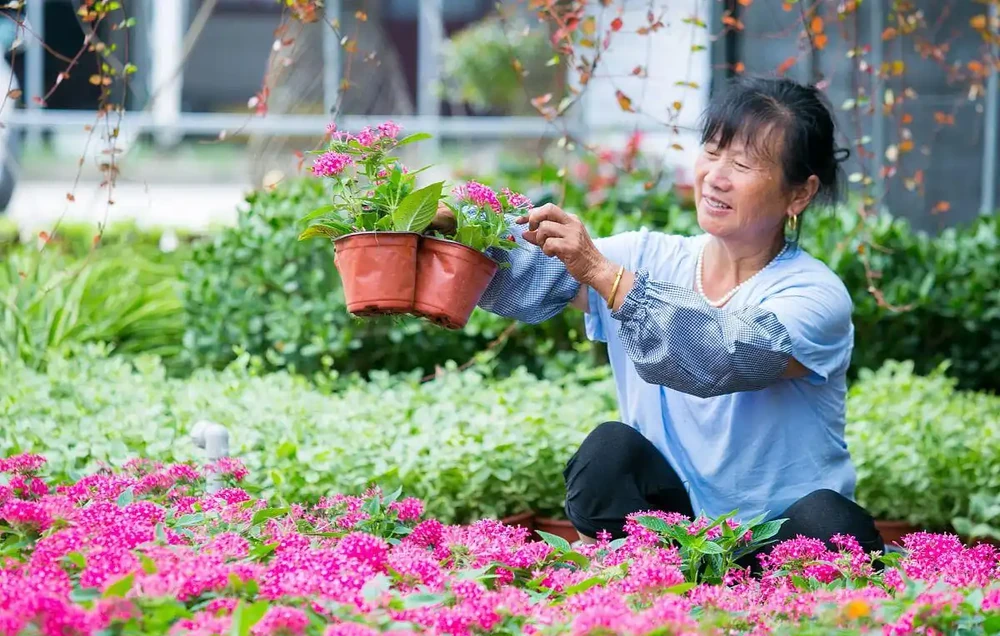 鴨腳木用什麼肥長得快?掌握這3點,枝繁葉茂長勢好