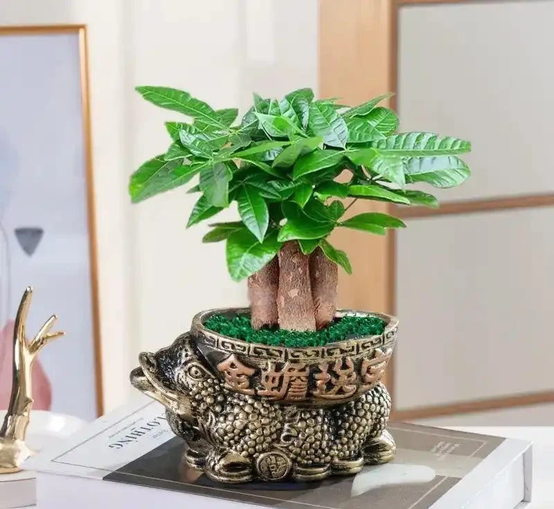 家裡養發財樹,這5點做好了,葉子綠油油的,越養越精神!