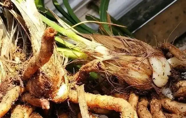 蘭花葉子全部剪了還能長出來嗎?兩個條件滿足就行