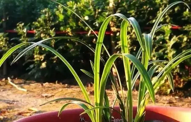蘭花葉子全部剪了還能長出來嗎?兩個條件滿足就行