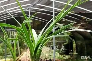蘭花葉子全部剪了還能長出來嗎？兩個條件滿足就行