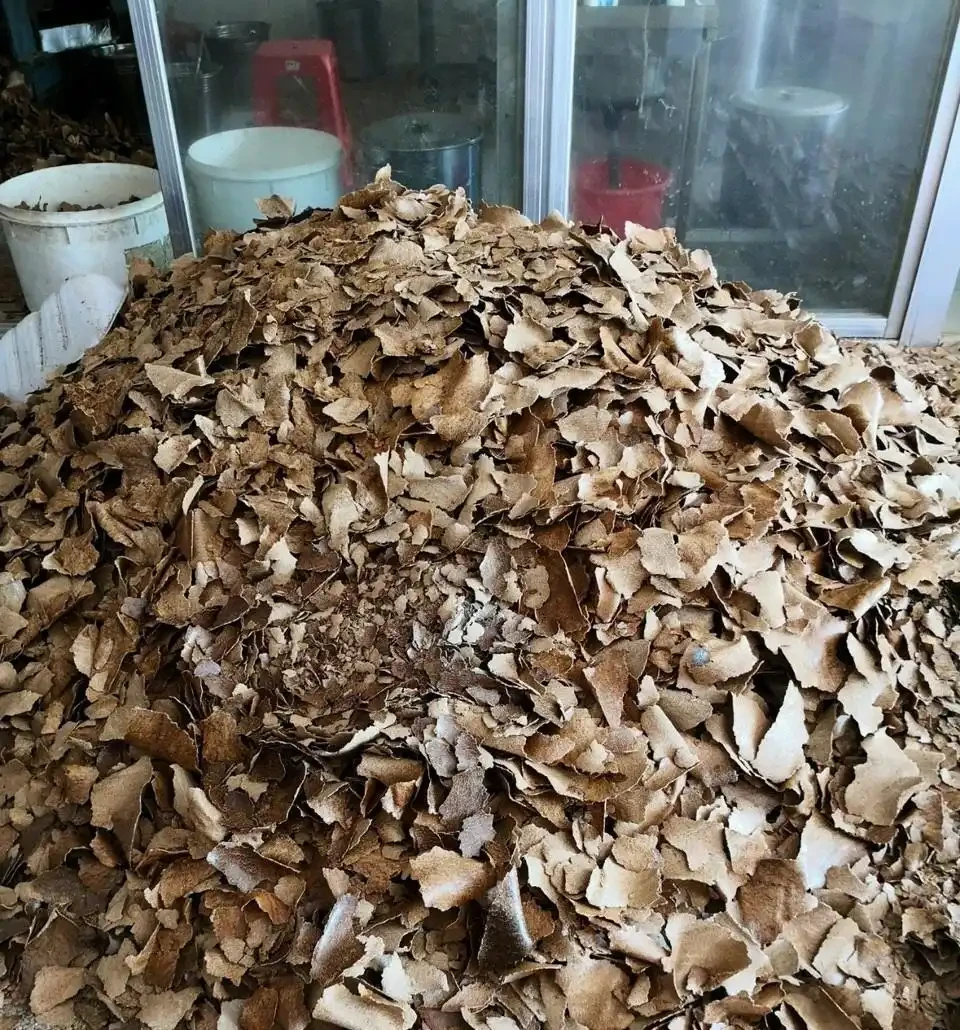 給黃金葛「只澆水」永遠也養不好！用上3種肥料，葉子油綠、向外冒