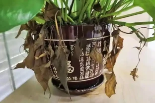 給黃金葛「只澆水」永遠也養不好！用上3種肥料，葉子油綠、向外冒