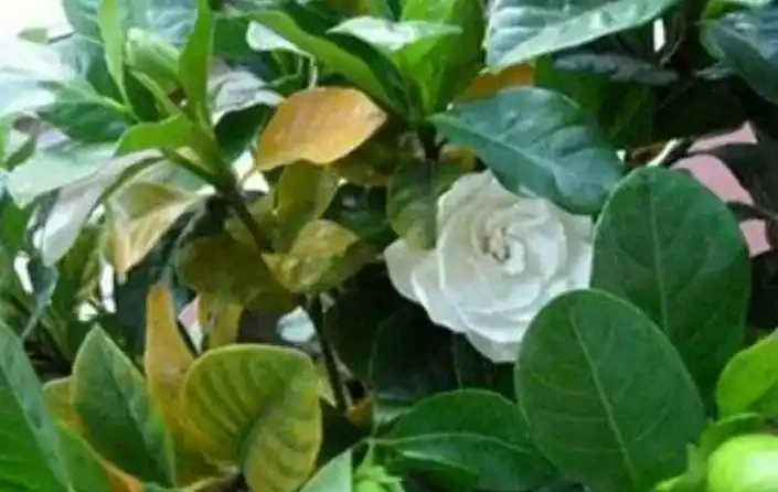 植物黃葉原因有「五點」，只要做得對，立馬變油綠