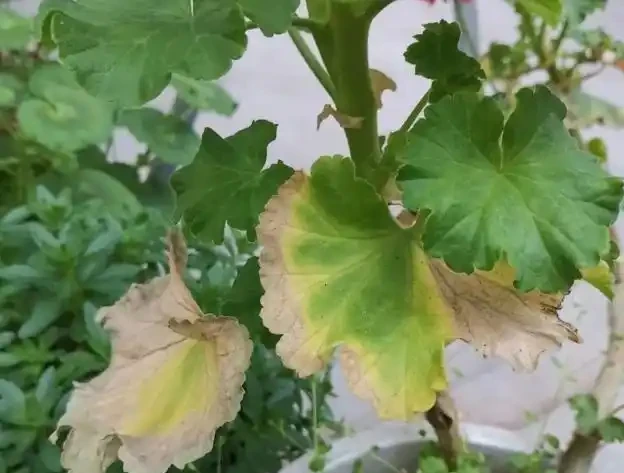 植物黃葉原因有「五點」，只要做得對，立馬變油綠
