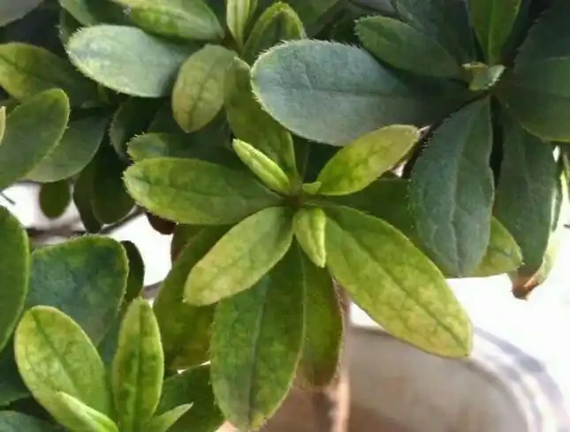 植物黃葉原因有「五點」，只要做得對，立馬變油綠
