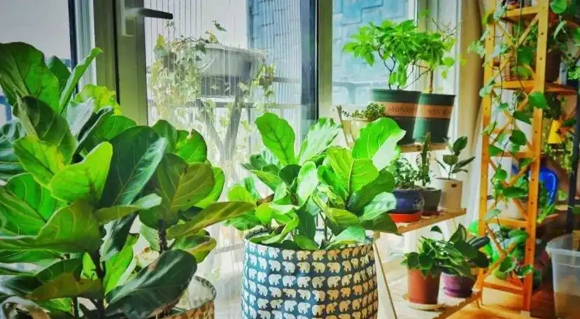 植物黃葉原因有「五點」，只要做得對，立馬變油綠
