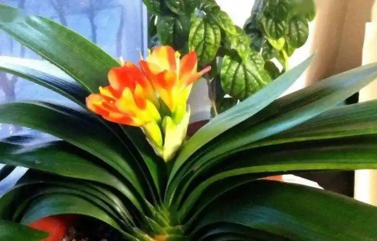 植物黃葉原因有「五點」，只要做得對，立馬變油綠