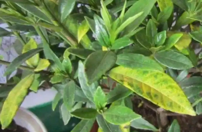 植物黃葉原因有「五點」，只要做得對，立馬變油綠