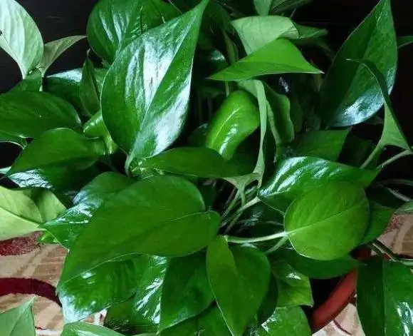 植物黃葉原因有「五點」，只要做得對，立馬變油綠