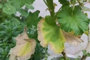 植物黃葉原因有「五點」，只要做得對，立馬變油綠