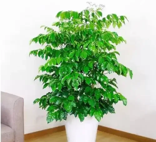 幸福樹應該怎麼養護？怎麼才能讓樹幹變得粗壯？