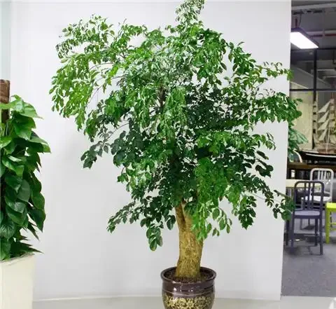 幸福樹應該怎麼養護？怎麼才能讓樹幹變得粗壯？