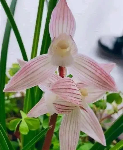 不花一分錢,養出「高品位」蘭花?就這樣配土!