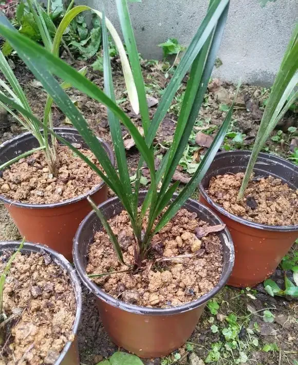 不花一分錢,養出「高品位」蘭花?就這樣配土!