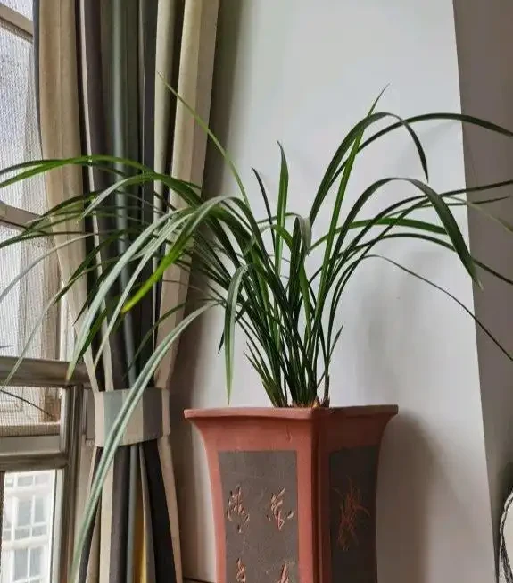 不花一分錢,養出「高品位」蘭花?就這樣配土!