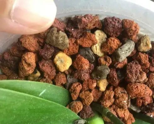 不花一分錢,養出「高品位」蘭花?就這樣配土!