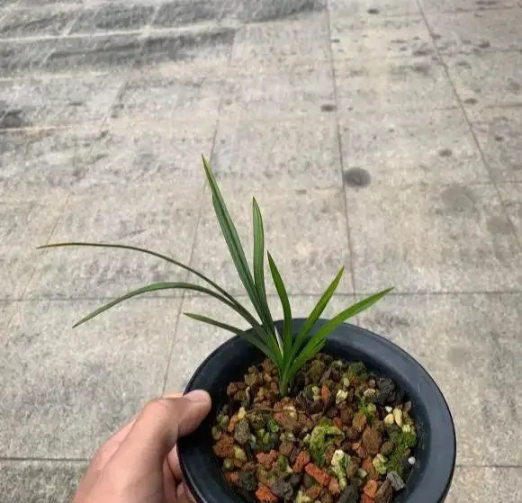 不花一分錢,養出「高品位」蘭花?就這樣配土!