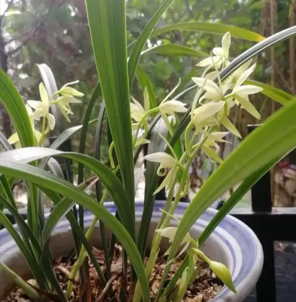 不花一分錢,養出「高品位」蘭花?就這樣配土!