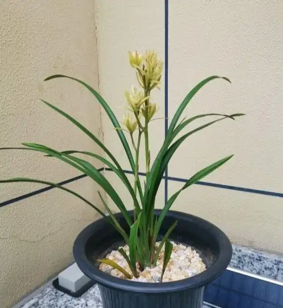 不花一分錢,養出「高品位」蘭花?就這樣配土!