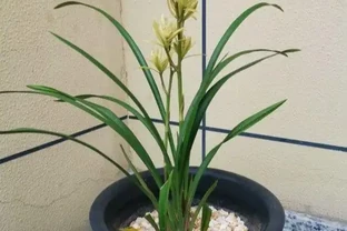 不花一分錢，養出「高品位」蘭花？就這樣配土！