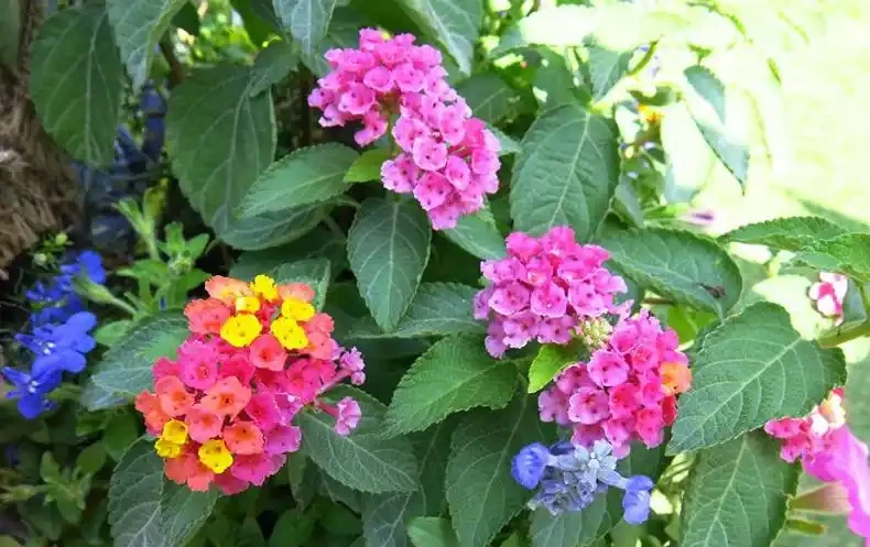 盤點10種開花期最長的花,全年都在開花,喜歡賞花必選這些品種!