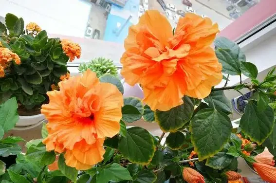 盤點10種開花期最長的花,全年都在開花,喜歡賞花必選這些品種!