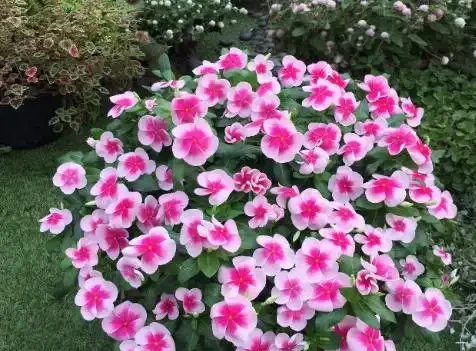 盤點10種開花期最長的花,全年都在開花,喜歡賞花必選這些品種!