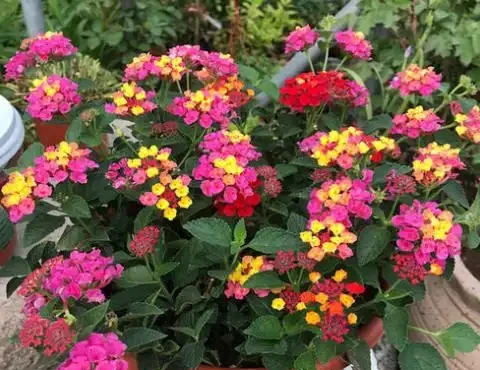盤點10種開花期最長的花,全年都在開花,喜歡賞花必選這些品種!