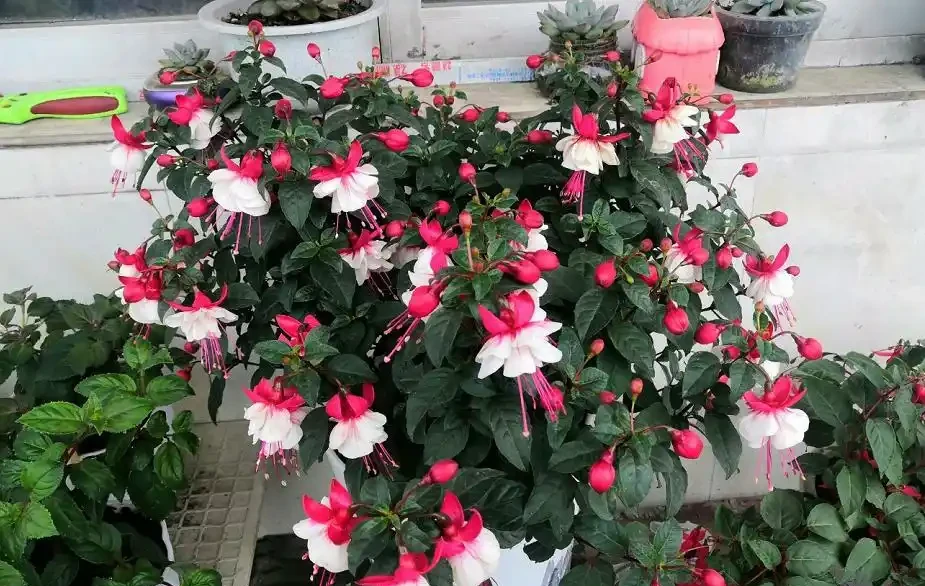 盤點10種開花期最長的花,全年都在開花,喜歡賞花必選這些品種!
