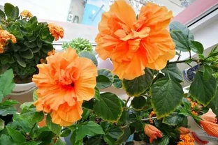 盤點10種開花期最長的花，全年都在開花，喜歡賞花必選這些品種！