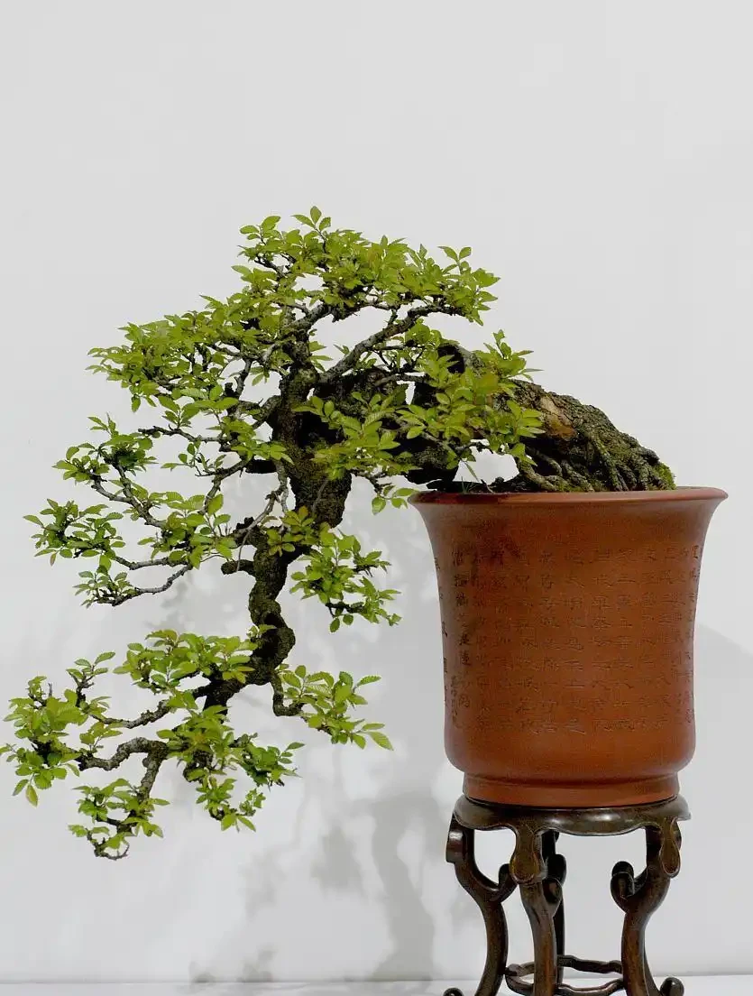 喜歡養花家中準備什麼花肥好？容姐給你推薦3種，花草旺開花多