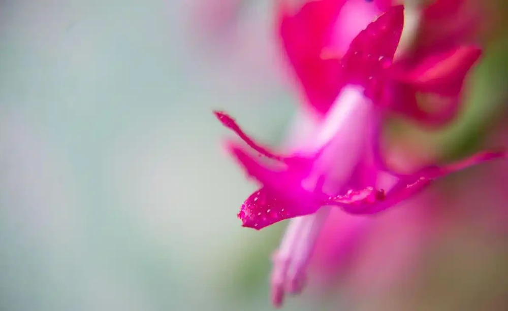 喜歡養花家中準備什麼花肥好？容姐給你推薦3種，花草旺開花多