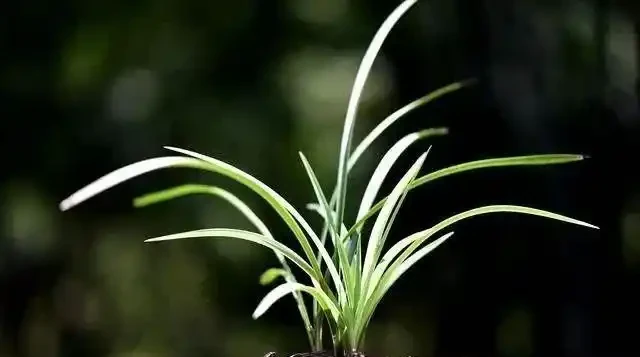 蘭花葉子發黃是怎麼回事?4種情況,簡單處理就治好