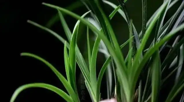 蘭花葉子發黃是怎麼回事?4種情況,簡單處理就治好