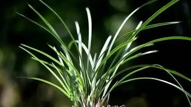 蘭花葉子發黃是怎麼回事?4種情況,簡單處理就治好
