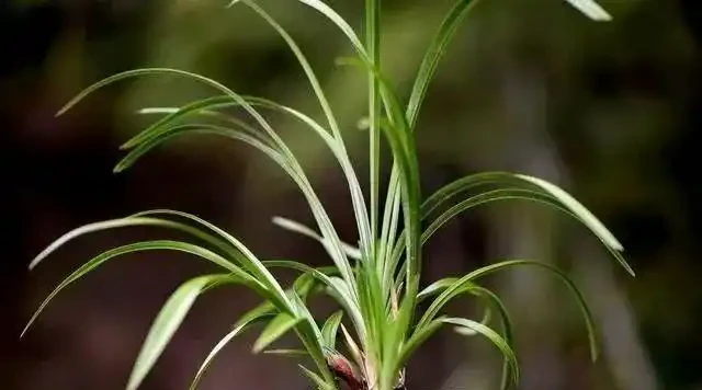 蘭花葉子發黃是怎麼回事?4種情況,簡單處理就治好