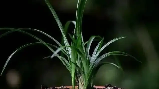 蘭花葉子發黃是怎麼回事?4種情況,簡單處理就治好