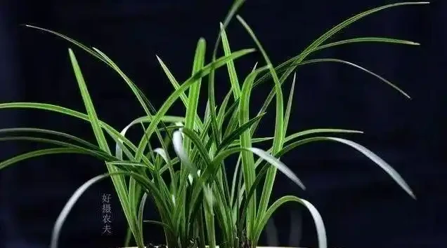蘭花葉子發黃是怎麼回事?4種情況,簡單處理就治好